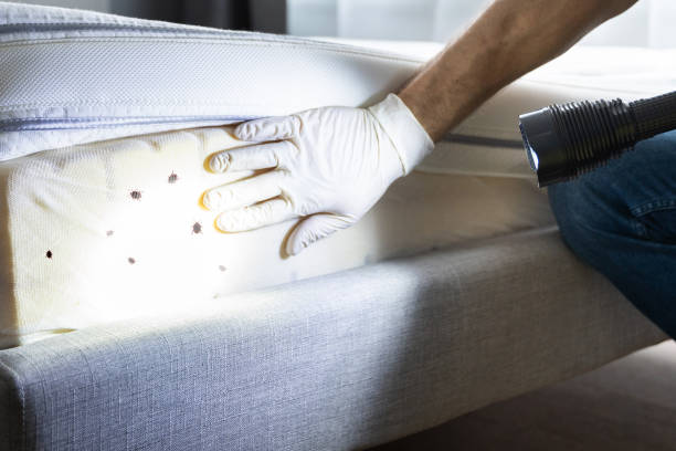 Best Ant Control Services  in Princeton, KY