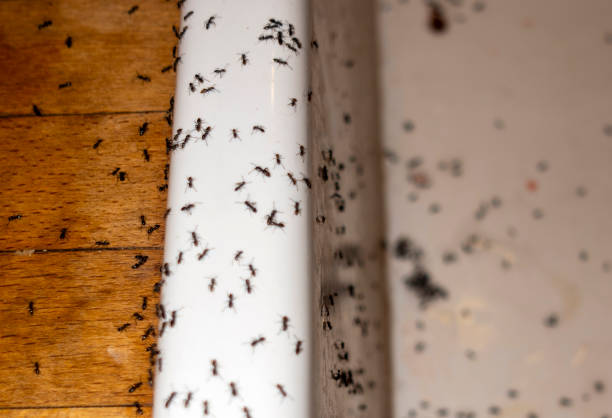 Best Pest Prevention Services  in Princeton, KY
