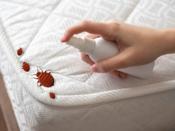 Best Insect Control  in Princeton, KY